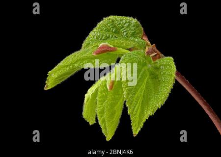 Die Hainbuche, weiße Buche (Carpinus betulus) eine beliebte und vielseitige Heckenpflanze Stockfoto