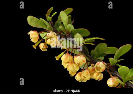 Gewöhnliche Berberitze (Berberis vulgaris), Sanddorn, Essigbeere. Oft als Dornenhecke verwendet. Stockfoto