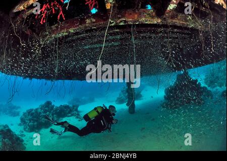 Taucher unter den Überresten von Precontinent 2 in Shaab Rumi, einem Unterwasser-Gemeinschaftsexperiment unter der Leitung von Jacques-Yves Cousteau und dem Calypso-Team im Jahr 1963, Stockfoto