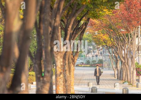 Mann, der an herbstlichen Bäumen vorbeigeht, Gangnam-gu, Seoul, Südkorea, Asien Stockfoto