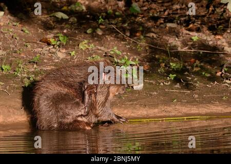 Eurasische Biber (Rizinusfaser) weibliche Pflege am Rande des Flusses Otter in Abendsonne, Devon, Großbritannien, Juli. Teil von Devon Wildlife Trust's Stockfoto