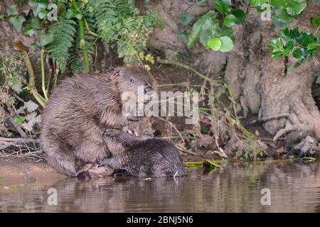 Eurasische Bibermutter (Castor Fiber), die eines ihrer fünf Kits am Ufer des Flusses Otter, Devon, Großbritannien, Juli säugt. Teil von Devon Wildlife Trust's D Stockfoto