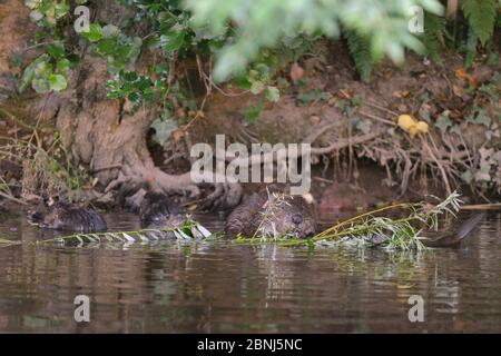 Eurasische Biber (Castor Faser) Mutter und vier ihrer fünf Kits füttern auf einem Willow-Setzling hat sie für die Familie geschnitten , River Otter, Devon, Großbritannien, Juli. Stockfoto
