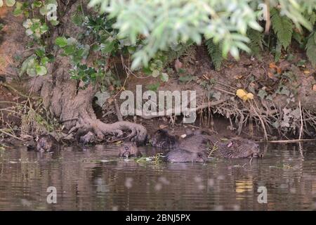 Eurasische Biber (Rizinusfaser) Mutter und ihre fünf Kits füttern auf einem Willow-Setzling hat sie für die Familie geschnitten , River Otter, Devon, Großbritannien, Juli. Teil von Stockfoto