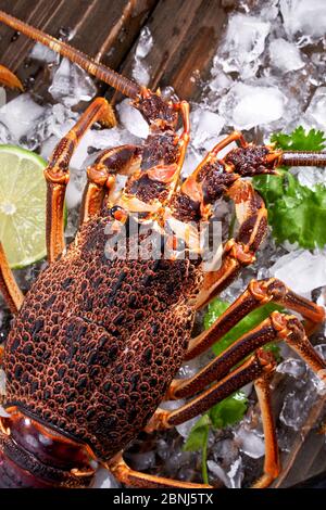 Roher frischer Cape Rock Hummer, West Coast Rock Hummer, Jasus lalandii auf dunklem Schiefergrund mit kalten Eiswürfeln, Draufsicht, flacher Lay, Overhead-Shot Stockfoto