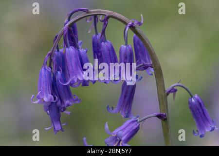 Blaubellen (Hyacinthoides non-sripta), blühend im Buchenwald, Hallerbos, Vlaams-Brabant, Belgien, April. Stockfoto