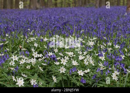 Blaubellen (Hyacinthoides non-sripta) mit Anemone (Anemone nemorosa), die im Buchenwald, Hallerbos, Vlaams-Brabant, Belgien, April blüht. Stockfoto