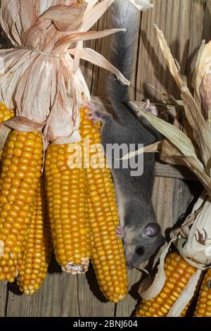 Essbare Dormouse (Glis glis), Klettern auf Maiskolben hängen zu trocknen, gefangen Stockfoto