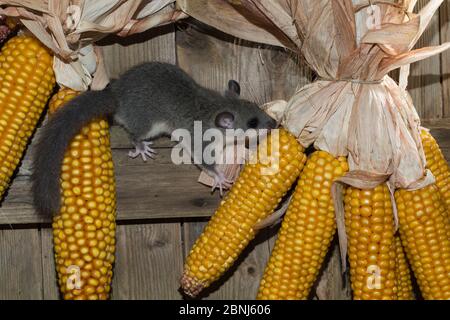 Essbare Dormouse (Glis glis), Klettern auf Maiskolben hängen zu trocknen, gefangen Stockfoto