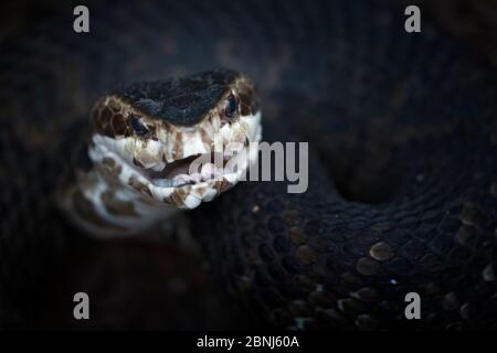 Baumwollmund oder Wasser Mokassin (Agkistrodon piscivorus), in defensiver Haltung, giftig, Everglades, Florida, USA, Januar. Stockfoto