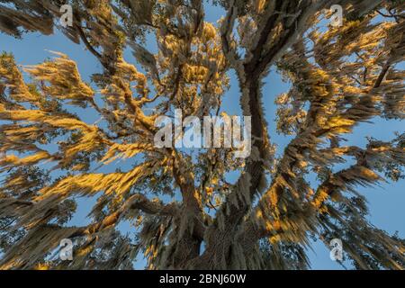 Spanisches Moos (Tillandsia usneoides) hängt von Eiche, Crystal River, Florida, USA, Januar. Stockfoto