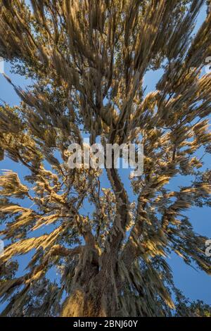 Spanisches Moos (Tillandsia usneoides) hängt von Eiche, Crystal River, Florida, USA, Januar. Stockfoto