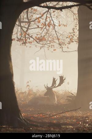 Ein Damhirsch (Dama dama) ruht in einem nebligen Richmond Park bei Sonnenaufgang im Winter, Richmond, Greater London, England, Großbritannien, Europa Stockfoto