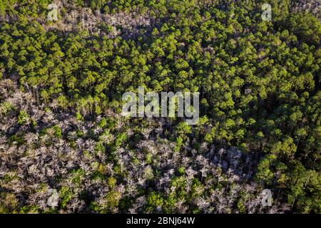 Weißkiefer (Taxodium destichum) und Steinkiefer (Pinus elliottii) Baum im Wald, Luftaufnahme, Everglades, Florida, USA, Januar 2015. Stockfoto