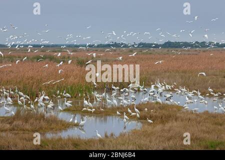 Mischvogelarten, die sich im flachen Wasser ernähren: Reiher (Ardea alba), Schneegreiher (Egretta thula), Weißer Ibis (Eudocimus albus), Blaureiher (Ar Stockfoto