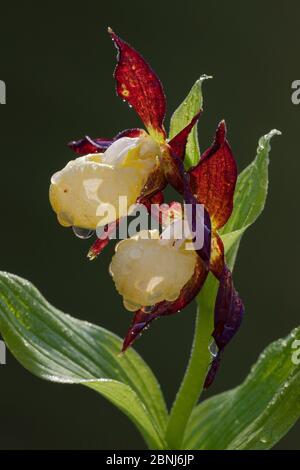 Rosa Pantoffelorchidee (Cypripedium calceolus) blühend, Deutschland, Mai. Stockfoto