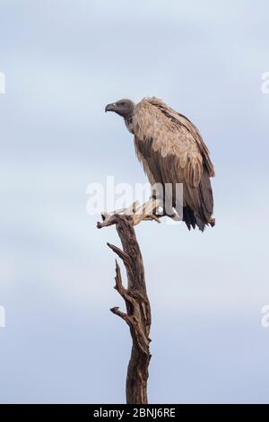 Auf Baum sitzender Weißrückengeier (Gyps africanus), Masai-Mara Game Reserve, Kenia Stockfoto