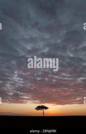 Akazie bei Sonnenaufgang auf Savannah, Masai Mara, Kenia Stockfoto