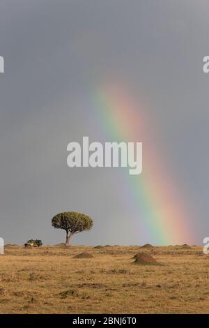 Savanne mit Kandelaber Baum (Euphorbia candelabrum) Termitenhügel, Safari-Fahrzeug und Regenbogen, Masai Mara Game Reserve, Kenia, Afrika Stockfoto