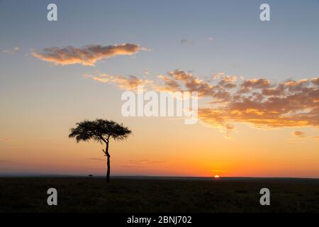 Sonnenaufgang in der Masai Mara National Reserve, mit Pfeifen Thorn (Acacia drepanolobium) Baum in Bild, Kenia Stockfoto