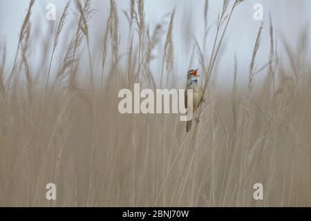 Großer Schilfwalder (Acrocephalus arundinaceus), der im Schilf singt, auf Schilfstängel sitzend, Neusiedler See, Österreich, April. Stockfoto