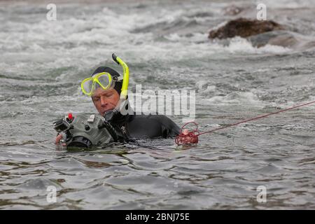 Wildtierfotograf Ingo Arndt fotografiert unter Wasser den Lachs (Oncorhynchus nerka). Adams River, Roderick Haig-Brown Provincial Park, Stockfoto