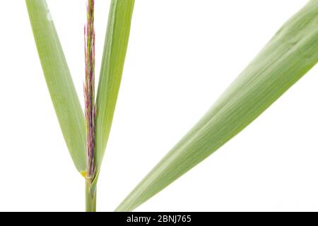 Reed (Phragmites australis) Blätter, künstlerische Aufnahme auf weißem Hintergrund, Camargue, Frankreich Stockfoto