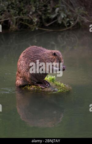Europäischer Biber (Rizinusfaser) Erwachsener sitzt auf Baumstumpf in Wasser Präening, Spessart, Deutschland, Juni. Stockfoto