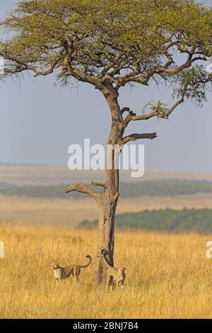 Geparde (Acinonyx jubatus) zwei Männchen duften Akazienbaum, Masai Mara National Reserve, Kenia Stockfoto