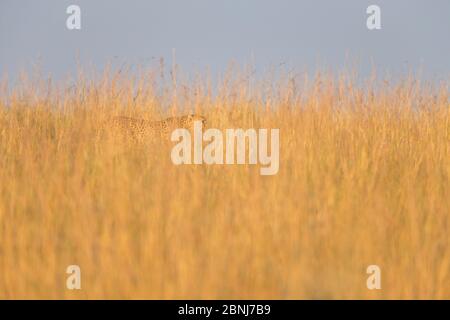 Geparden (Acinonyx jubatus) Männchen, die durch hohes Gras wandern, Masai Mara National Reserve, Kenia Stockfoto