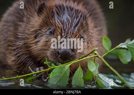 Europäischer Biber (Castor Fiber) juvenile (2 Monate alt) sitzt im flachen Wasser auf der Weide weide Zweig, Bayern, Deutschland, Juli. Stockfoto