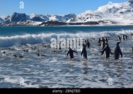 Gruppe von Königspinguinen (Aptenodytes patagonicus), die ins Meer einreisen, Salisbury Plain, Südgeorgien Island, Antarktis, Polarregionen Stockfoto