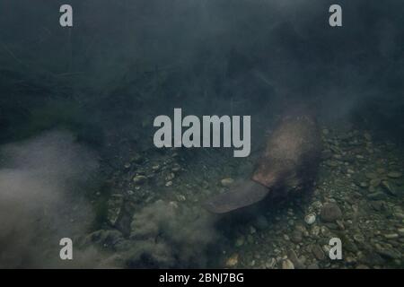Europäischer Biber (Castor Fiber) Erwachsene unter Wasser schwimmen in Biber Lodge Eingang, Frankreich Stockfoto