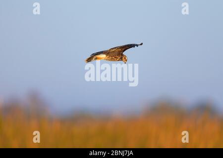 Schnecke Kite (Rostrhamus sociabilis) fliegen und auf der Suche nach Apfel Schnecken, Okeechobeesee, Florida, USA, Januar. Stockfoto