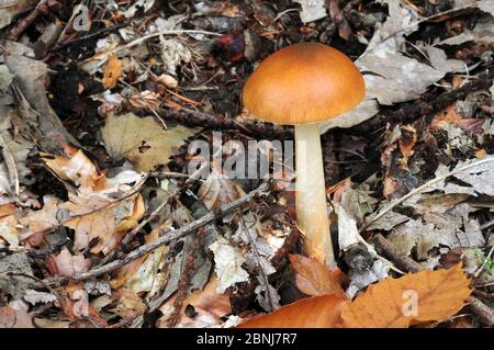 Tawny Grisette Toadstool (Amanita fulva) New Forest, Hampshire, Großbritannien, September Stockfoto