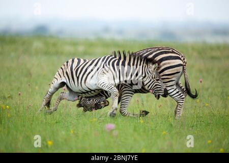 Zwei Zebra (Equus quaggai) Hengste kämpfen, Rietvlei Nature Reserve, Gauteng Provinz, Südafrika, Dezember. Stockfoto