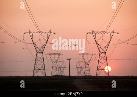 Sporn geflügelte Gänse (Plectropterus gambensis) Schwarm fliegen vorbei Strom Pylons, Silhouetten bei Sonnenaufgang, Marievale Bird Sanctuary, Gauteng Provinz, so Stockfoto