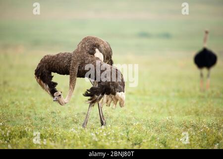 Weiblicher Strauß (Struthio camelus) zeigt dem entfernten Männchen, Gauteng Provinz, Rietvlei Nature Reserve, Südafrika, November. Stockfoto