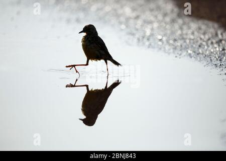 Orangefarbene Langklaue (Macronyx capensis), die sich durch flaches Wasser zieht, Rietvlei Nature Reserve, Gauteng Province, Südafrika, Febr. Stockfoto