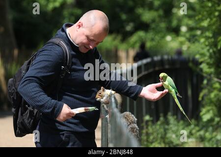 Ein Mann füttert im Hyde Park in London einen Sittich und ein Eichhörnchen, nachdem Maßnahmen eingeführt wurden, um das Land aus der Blockierung zu bringen. Stockfoto