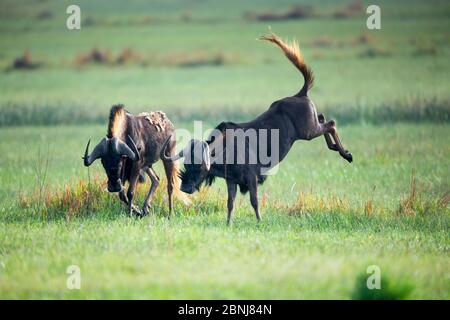 Zwei schwarze Gnus (Connochaetes gnou), eine mit den Hinterbeinen, Rietvlei Nature Reserve, Gauteng Province, Südafrika, Oktober. Stockfoto