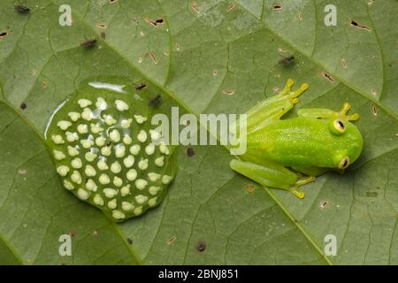 Fleischmanns glassfrog (Hyalinobatrachium fleischmanni) männliche Teilnahme an Eier auf der Unterseite eines Blattes überhängenden ein Regenwald Stream, der Mann wird Stockfoto
