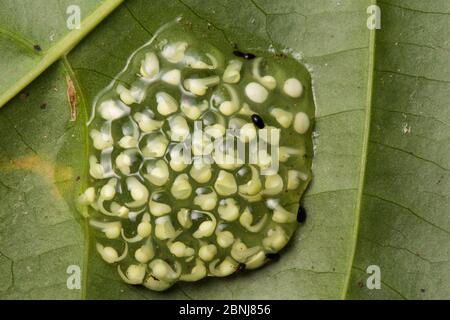 Fleischmanns Glasfrosch (Hyalinobatrachium fleischmanni), der Kaulquappen in Gelee auf der Unterseite eines Blattes entwickelt, das über einem Regenwaldbach, Osa Peni, hängt Stockfoto