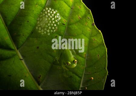 Fleischmanns glassfrog (Hyalinobatrachium fleischmanni) männliche Teilnahme an Eier auf der Unterseite eines Blattes überhängenden ein Regenwald Stream, der Mann wird Stockfoto