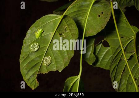 Fleischmanns glassfrog (Hyalinobatrachium fleischmanni) männliche Teilnahme an Eier auf der Unterseite eines Blattes überhängenden ein Regenwald Stream, der Mann wird Stockfoto