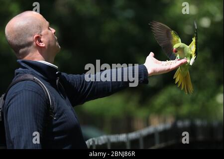 Ein Mann ernährt einen Sittich im Hyde Park in London, nachdem Maßnahmen eingeführt wurden, um das Land aus der Blockierung zu bringen. Stockfoto