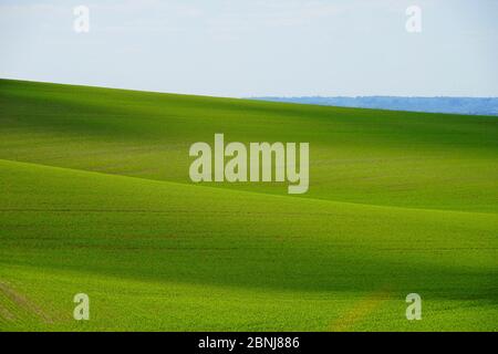 Prärien in der Nähe von Wallington Stockfoto