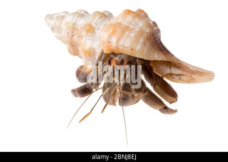 Ecuador / Pazifischer Einsiedlerkrebs (Coenobita compressus) fotografiert auf weißem Hintergrund im mobilen Feldstudio, Corcovado Nationalpark, Osa Halbinsel Stockfoto