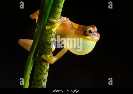 Sanduhr-Laubfrosch (Dendropsophus ebraccatus) Männchen mit aufgeblähtem Stimmsack, der nachts ruft, Ausläufer der Zentralkaribik, Costa Rica Stockfoto