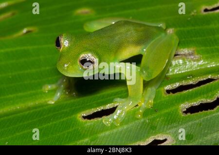 Stachelfrosch (Teratohyla spinosa) Zentral karibische Vorgebirge, Costa Rica. Stockfoto